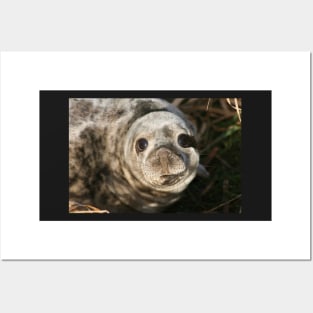 Seal Posters and Art